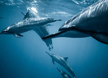 开云下载-国际乒联驳回卡塔尔乒协上诉：佩特拉·索林当选主席结果有效